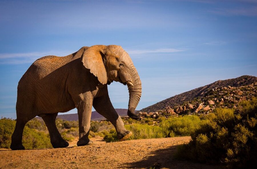 Aquila Private Game Reserve: Sunset Safari with Entry Fee - Why the Sunset Timing Matters