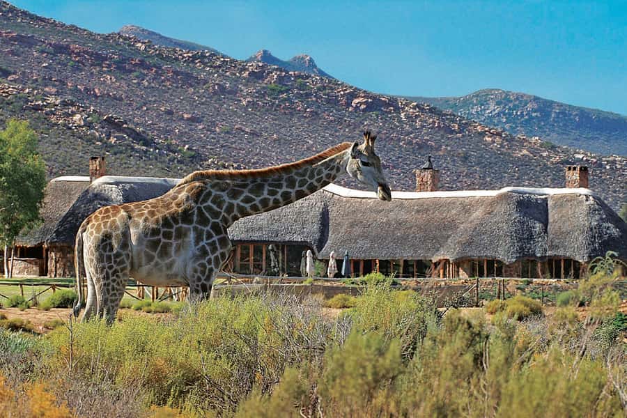 Aquila Reserve: Private Day Tour with Shared Game Drive - Why this Aquila trip works from Cape Town