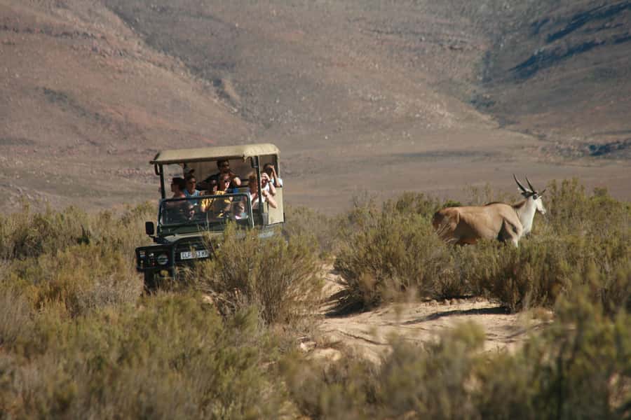Aquila Reserve: Private Day Tour with Shared Game Drive - Arrival, welcome drink, and buffet breakfast
