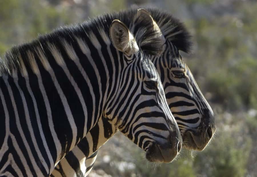 Aquila Reserve: Private Day Tour with Shared Game Drive - The shared 4x4 game drive