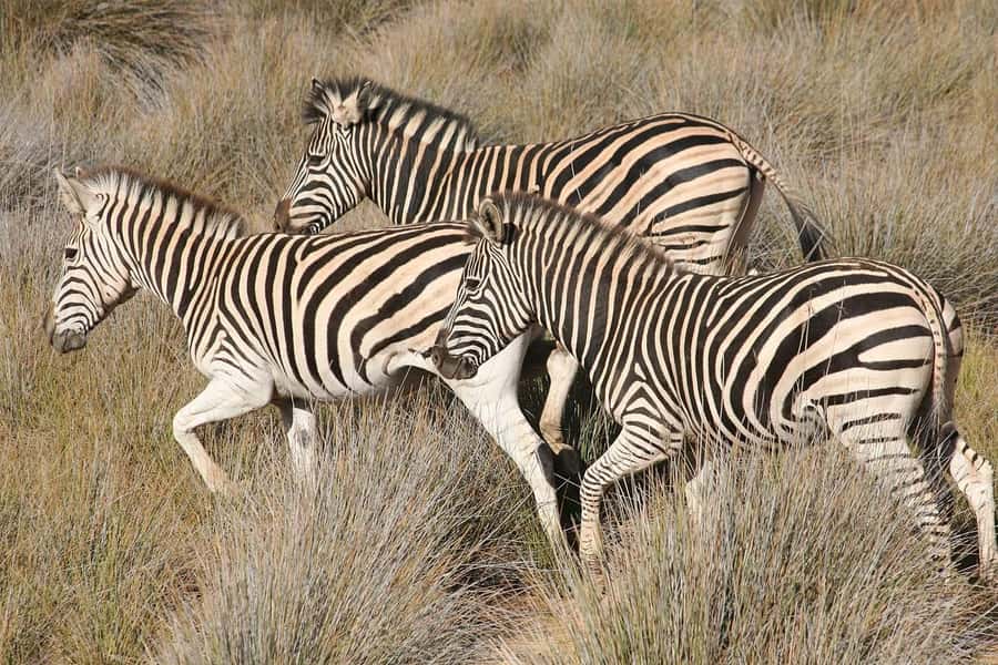 Aquila Reserve: Private Day Tour with Shared Game Drive - Practical value, group size, and comfort