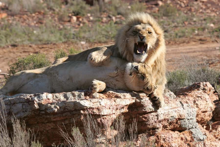 Aquila Reserve: Private Day Tour with Shared Game Drive - The road from Cape Town to Aquila