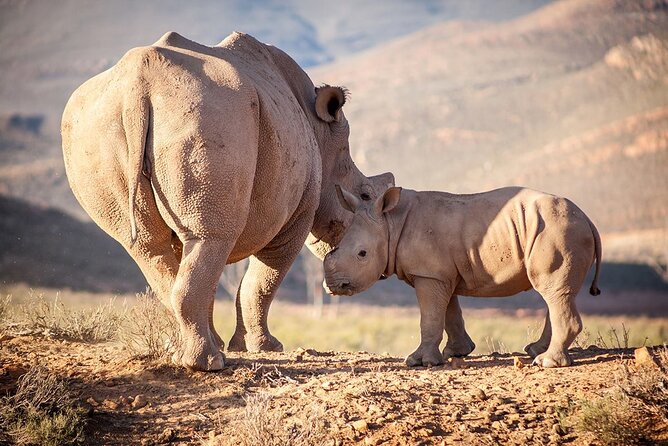 Aquila Reserve Safari with Lunch and Wine Tasting - What the 2 to 3 hour open 4x4 drive is like