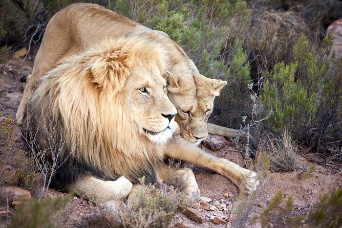 Aquila Reserve Safari with Lunch and Wine Tasting - What the $57.24 price really covers