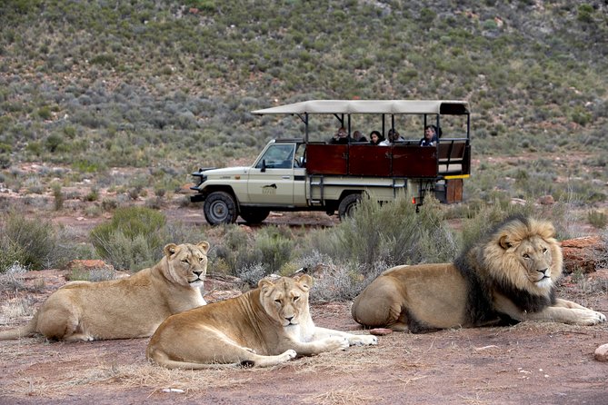 Aquila Safari Game Drive, Lunch & Shared Transfers from Cape Town - Arriving at Aquila Private Game Reserve