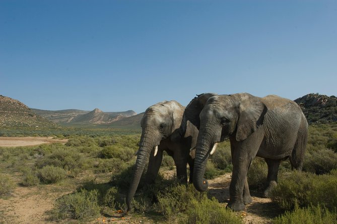 Aquila Safari Game Drive, Lunch & Shared Transfers from Cape Town - What the $258.89 price represents