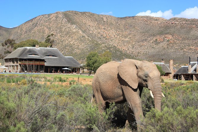 Aquila Safari Game Drive, Lunch & Shared Transfers from Cape Town - Who should choose this day trip