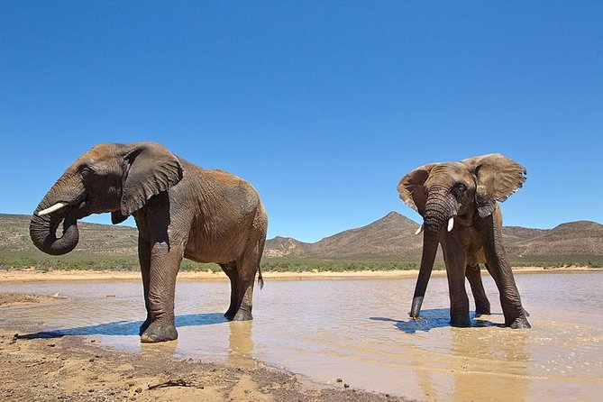 Aquila Safari Game Drive, Lunch & Shared Transfers from Cape Town - Practical details that make the day easier