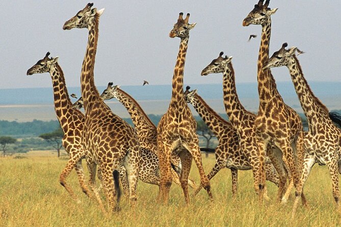 Aquila Safari Game Drive Lunch & Transfers from Cape Town - The 30-minute break and wine stop