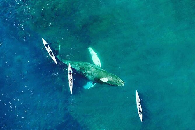 Atlantic Outlook Kayak Tour Cape Town - Is $29 good value?