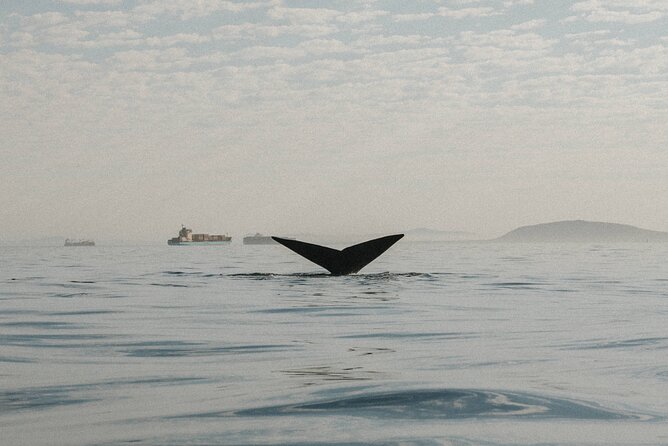 Atlantic Outlook Kayak Tour Cape Town - Who will enjoy this Cape Town kayak tour?