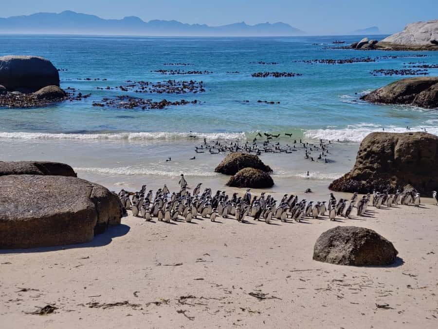 Beach Day at Boulder's Beach & Penguin watching, Half Day - Two hours with the penguins at Boulders Beach