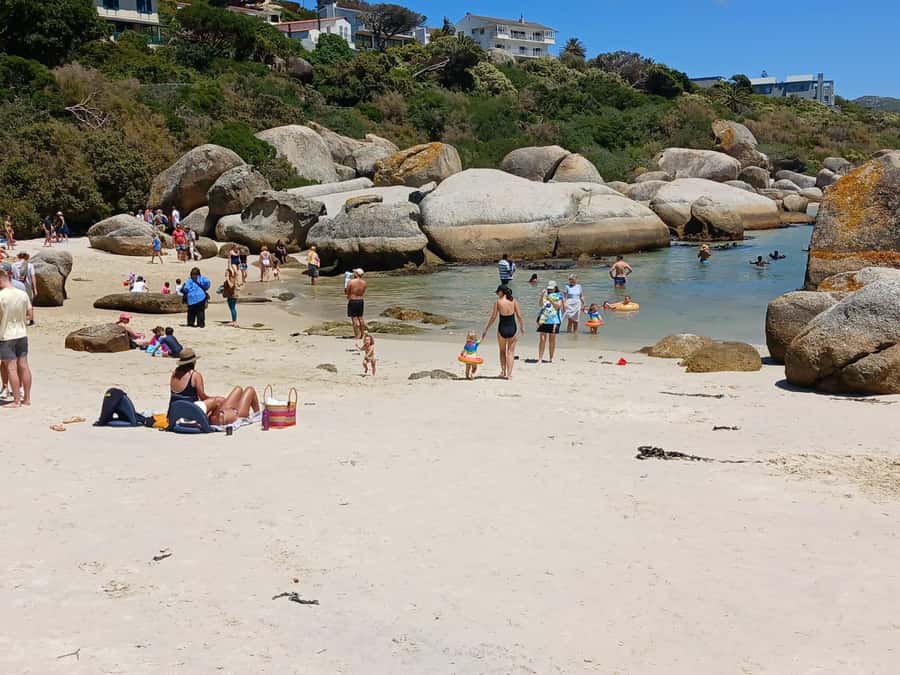 Beach Day at Boulder's Beach & Penguin watching, Half Day - The guide can shape the whole morning