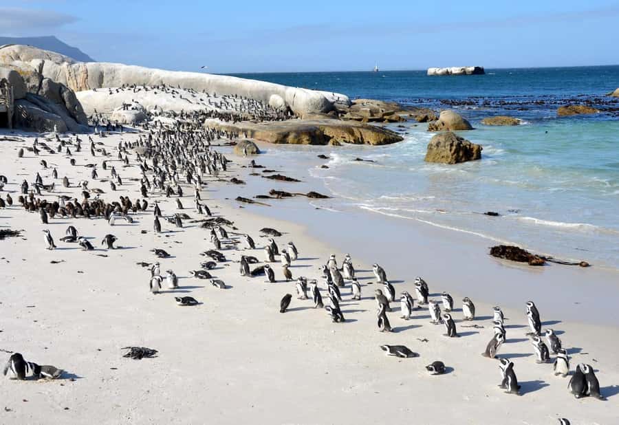 Beach Day at Boulder's Beach & Penguin watching, Half Day - My recommendation