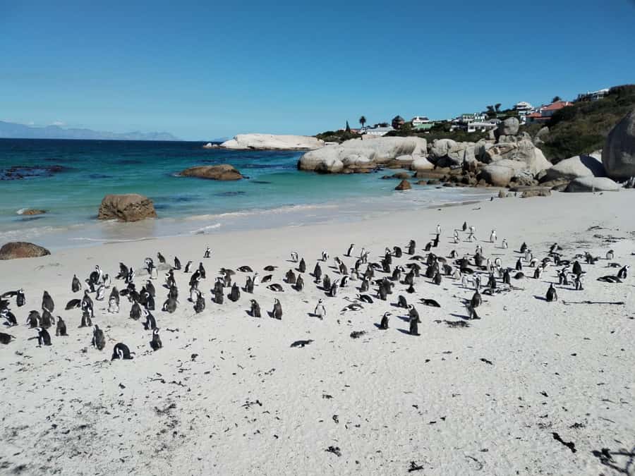 Beach Day at Boulder's Beach & Penguin watching, Half Day - Chapman’s Peak turns the drive into an attraction