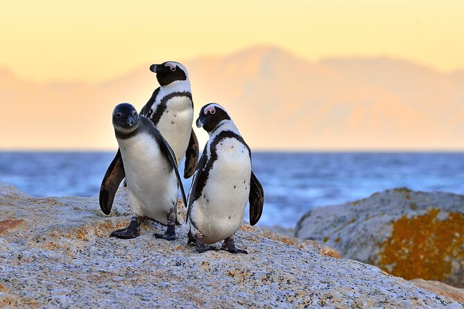 Best of Cape Town Full-Day Private Tour with Table Mountain - Table Mountain is the day’s biggest question mark