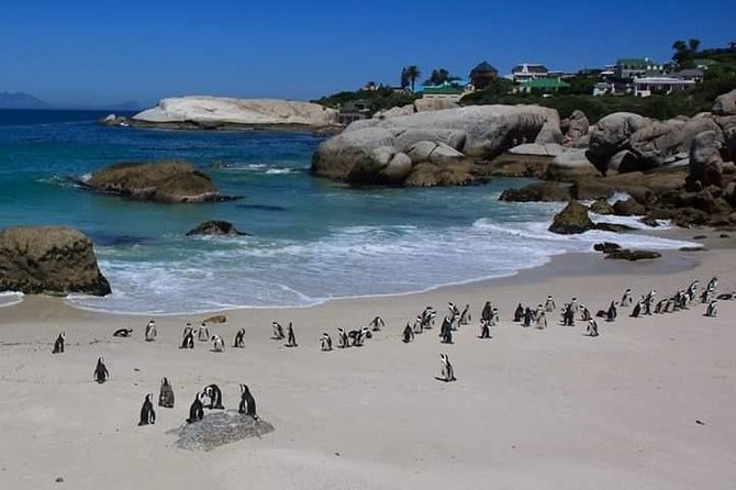 Best Of The Cape 8 Hour Private Tour - Hout Bay’s harbour and the optional seal cruise