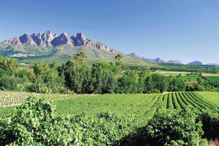 Best of the Cape Peninsula & Wine Route with Wine Tasting - One day, two very different sides of the Cape