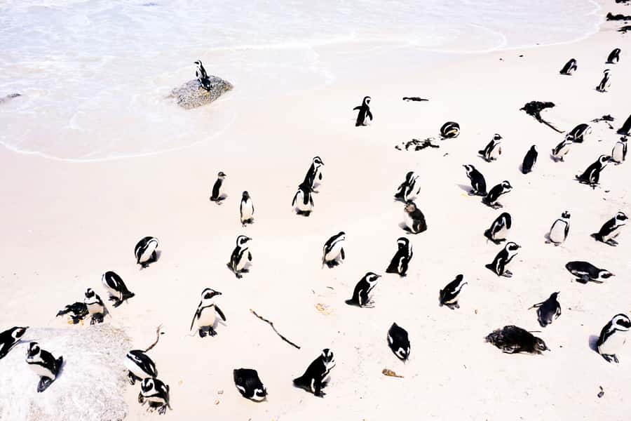 Best of the Cape Peninsula & Wine Route with Wine Tasting - Camps Bay and the Twelve Apostles