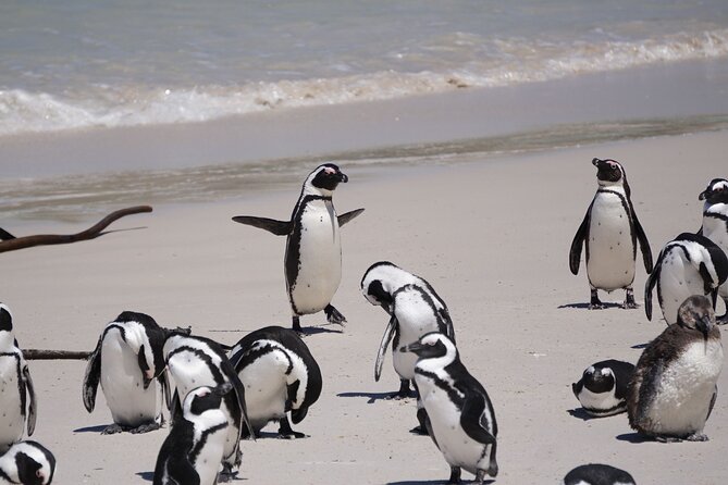 Best of the Cape Private full day tour - Table Mountain sets the scale of Cape Town