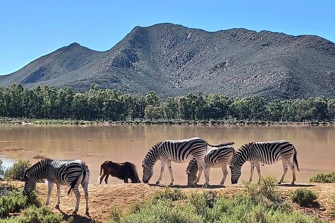 Big 5 Aquila Safari Full Day Tour and Lunch - What happens on the 4x4 game drive