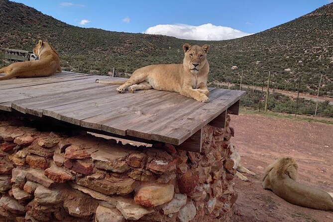 Big 5 Aquila Safari Full Day Tour and Lunch - Buffet lunch and the six-hour Aquila visit
