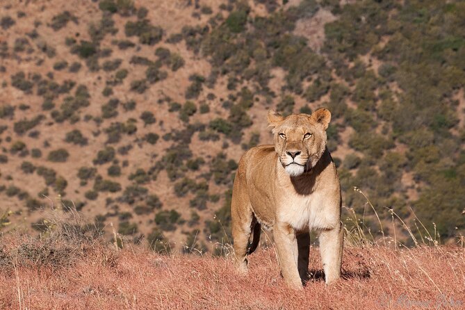Big 5 Aquila Safari Full Day Tour and Lunch - Price value, with one important extra cost