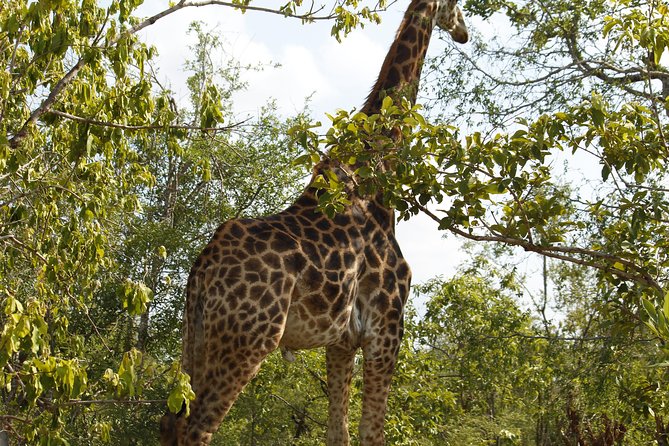 Big 5 Kruger National Park 2 Days Safari from Johannesburg - The four-hour afternoon safari