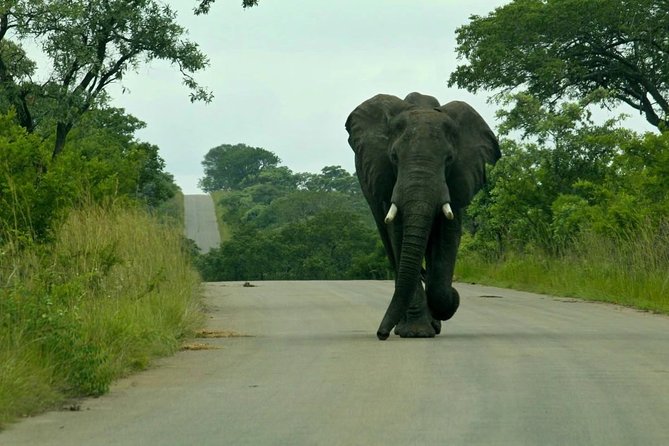Big 5 Kruger National Park 2 Days Safari from Johannesburg - Transport, comfort, and group size