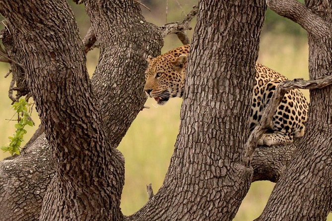 Big 5 Kruger National Park 2 Days Safari from Johannesburg - Is the $721.48 price good value?