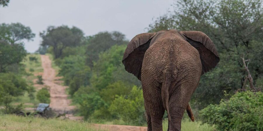 Big 5 Safari Am or Pm - Searching for the Big 5