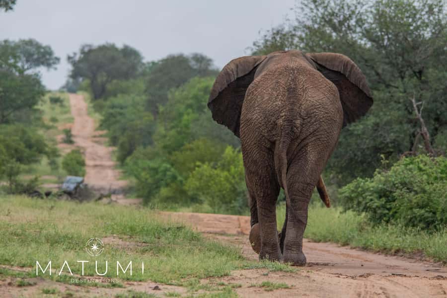 Big 5 Safari Am or Pm - What to bring for comfort and better sightings