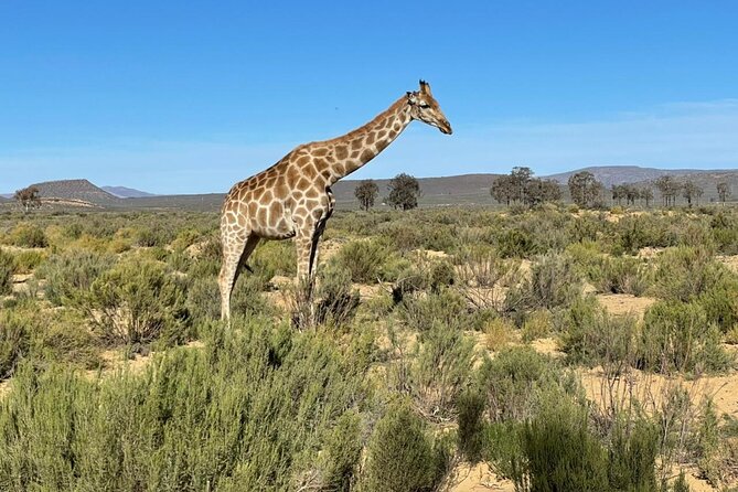 Big 5 Safari Aquila Full Day Private Return From Cape Town - Is $274.16 per person good value?