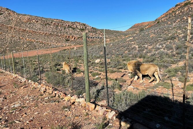 Big 5 Safari Aquila Full Day Private Return From Cape Town - Shared or private vehicle: confirm before you pay