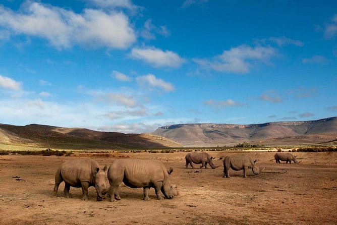 Big 5 Safari One Day Tour - What the four-hour game drive feels like