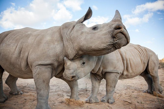 Big 5 Safari One Day Tour - Is $227.99 a fair price?