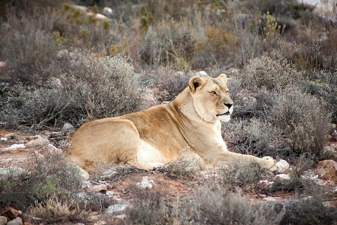 Big 5 Safari One Day Tour - My call: a smart first safari, with realistic expectations