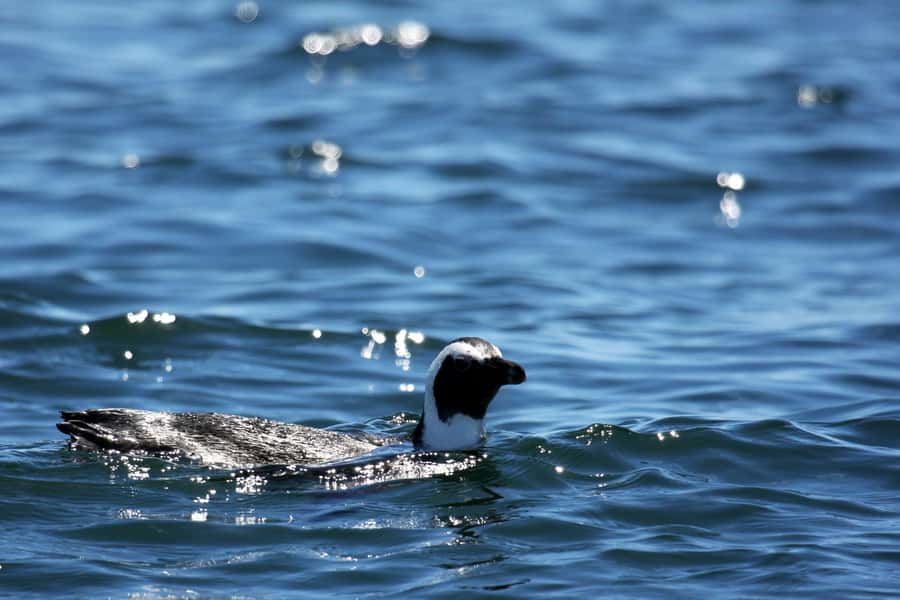 Big 5 Sea Safari Boat Ride of Gansbaai or Walker Bay - Key points to know before boarding