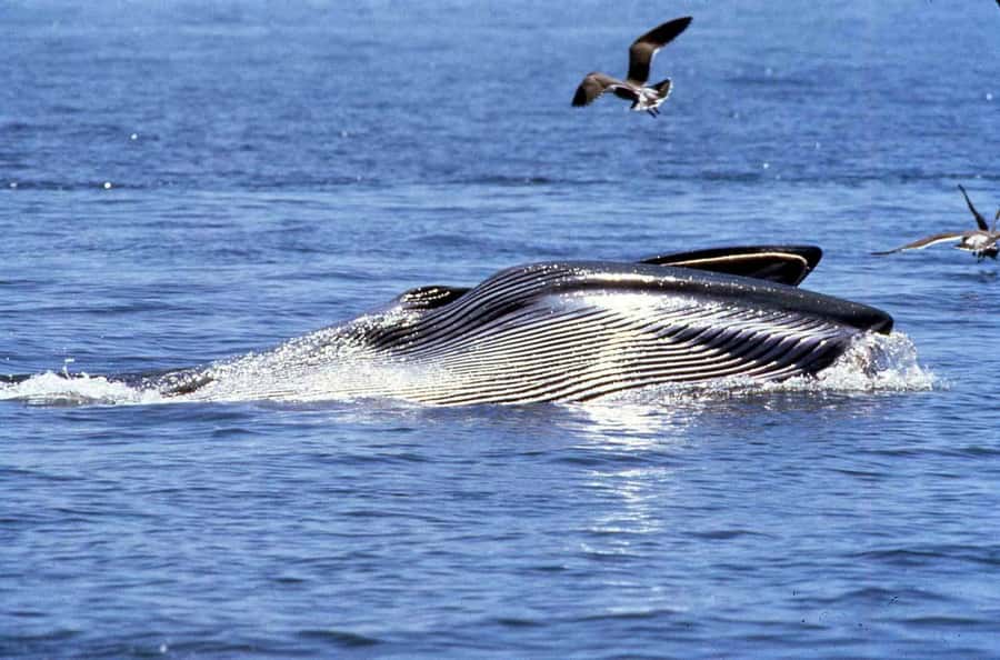 Big 5 Sea Safari Boat Ride of Gansbaai or Walker Bay - Leaving Gansbaai Harbour for the open bay