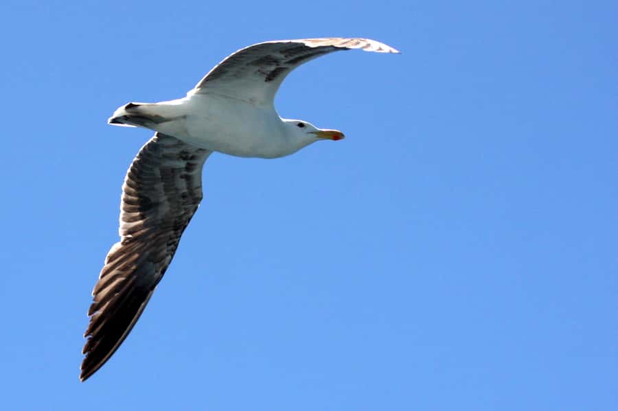 Big 5 Sea Safari Boat Ride of Gansbaai or Walker Bay - Whale seasons and realistic expectations