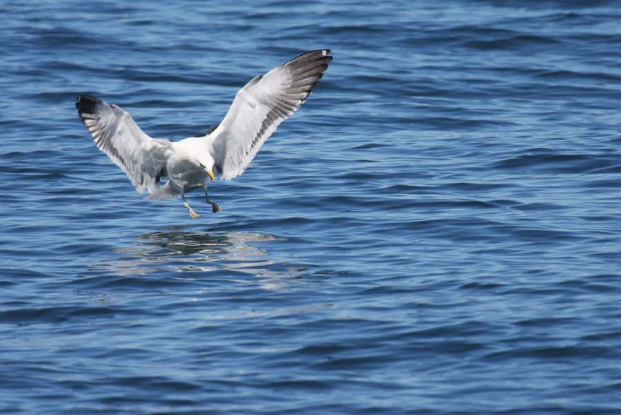 Big 5 Sea Safari Boat Ride of Gansbaai or Walker Bay - What the two-hour schedule feels like