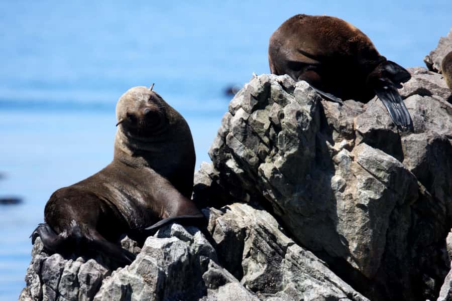 Big 5 Sea Safari Boat Ride of Gansbaai or Walker Bay - Is $109 good value?