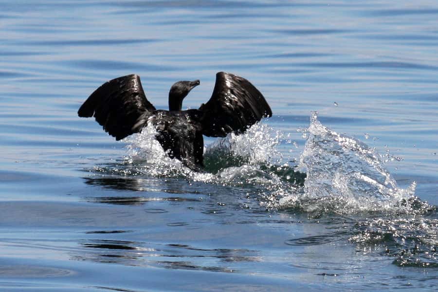Big 5 Sea Safari Boat Ride of Gansbaai or Walker Bay - Access, children, parking, and cancellation