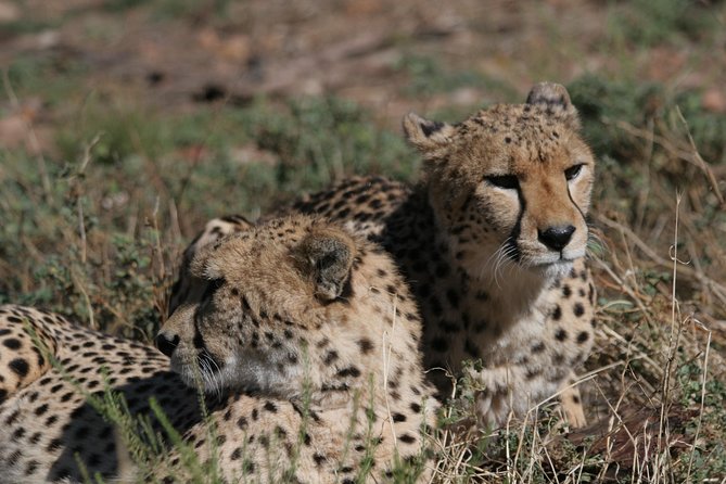 Big Five Game Reserve Wildlife Safari from Cape Town - Key points at a glance