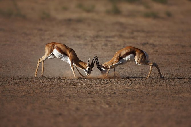 Big Five Game Reserve Wildlife Safari from Cape Town - A Cape Town safari without a flight