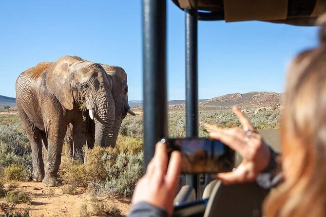 Big Five Safari Experience Near Cape Town ,South Africa - A Cape Town Safari Without Changing Hotels