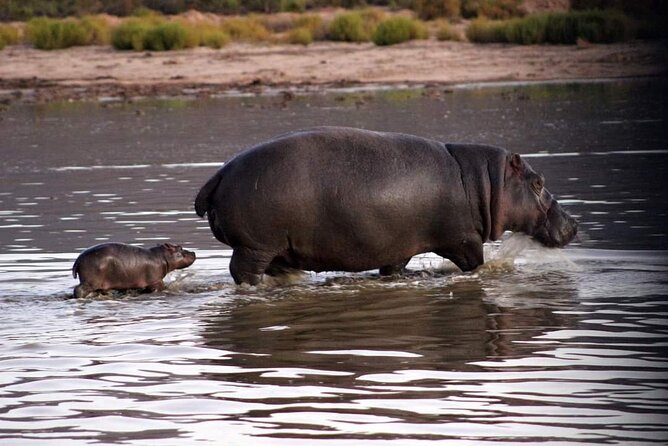 Big Five Safari Experience Near Cape Town ,South Africa - Is the $127.19 Price Good Value?
