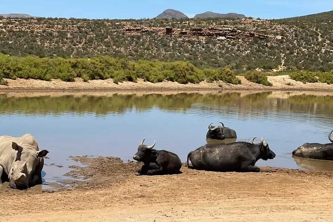 Big Five Safari Experience Near Cape Town ,South Africa - Who Will Enjoy This Most?