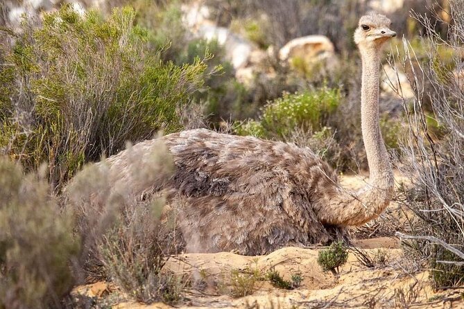 Big Five Safari Experience Near Cape Town ,South Africa - Booking Details That Matter