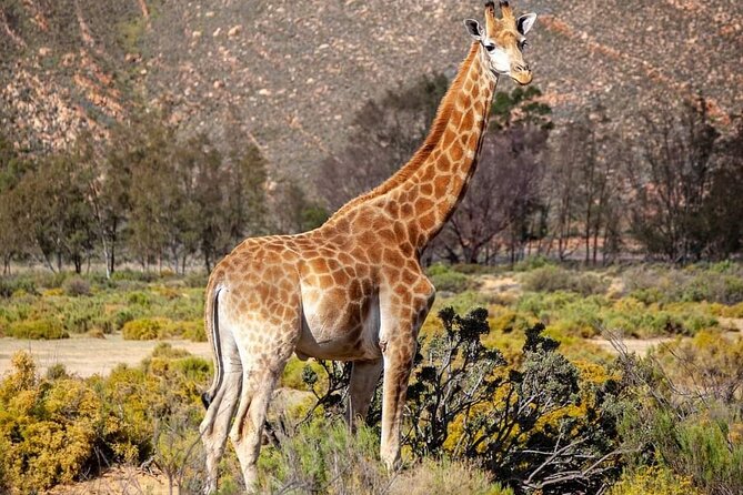 Big Five Safari Experience Near Cape Town ,South Africa - Three Hours in Search of the Big Five